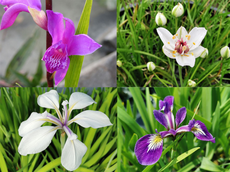 H2O Raritäten Teichpflanzen Sortiment